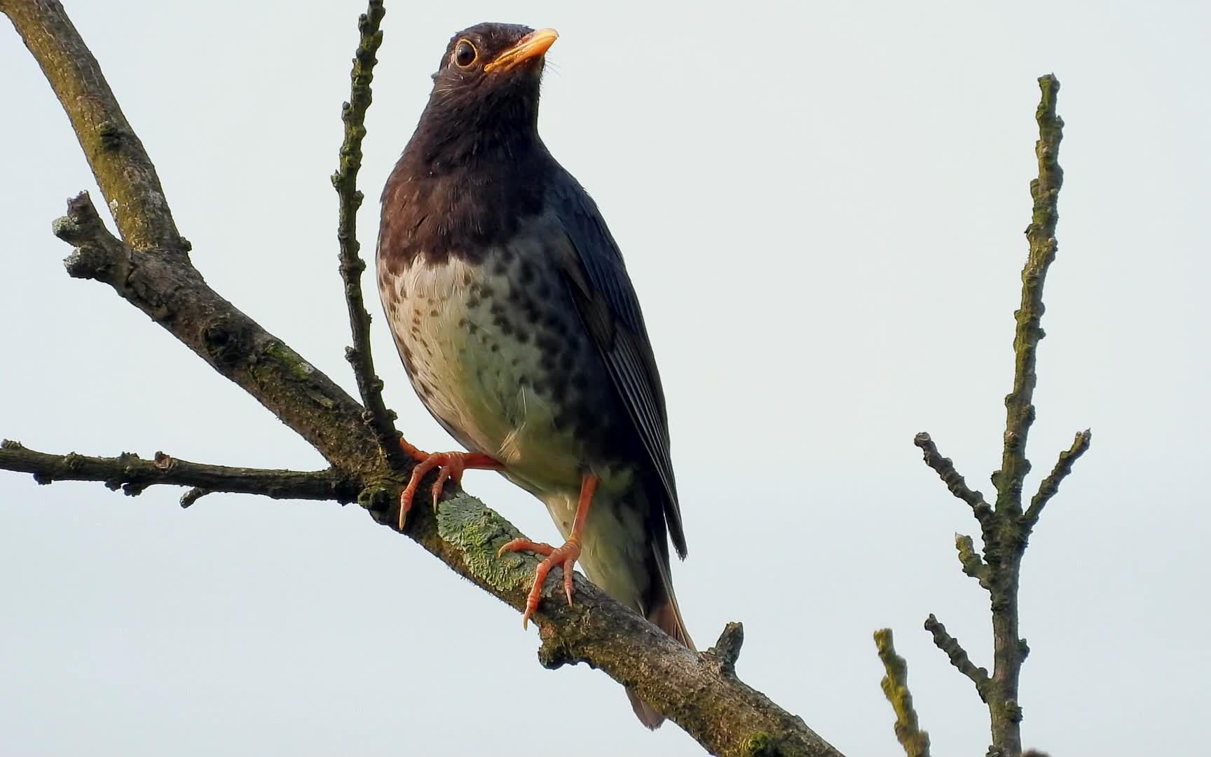 漂亮的小鸟乌灰鸫乌灰鸫小叫声