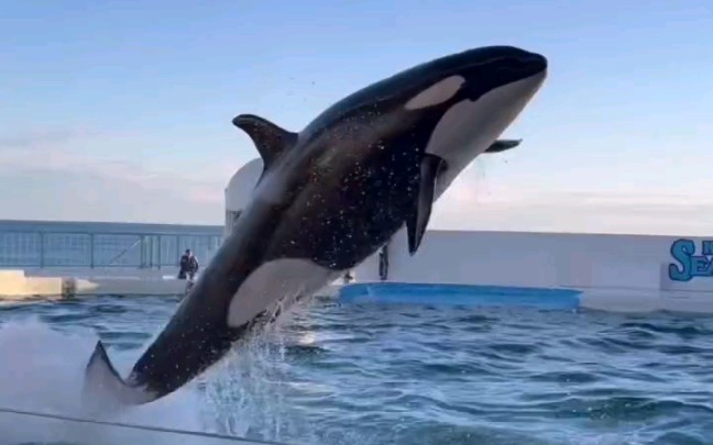 海洋中最大的生物图片