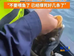 Download Video: 趵突泉猪鲤被游客投喂撑死 保安拎鱼大喊：已经撑死好几条了不要投喂了