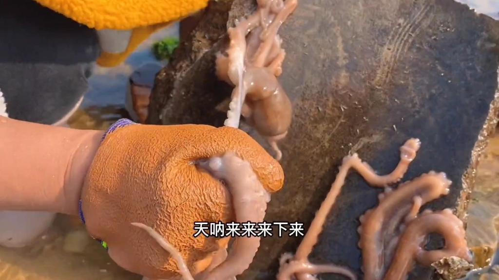 排水口为何排出这么多的八爪鱼和大龙虾?小章赶海随便捡真过瘾呀