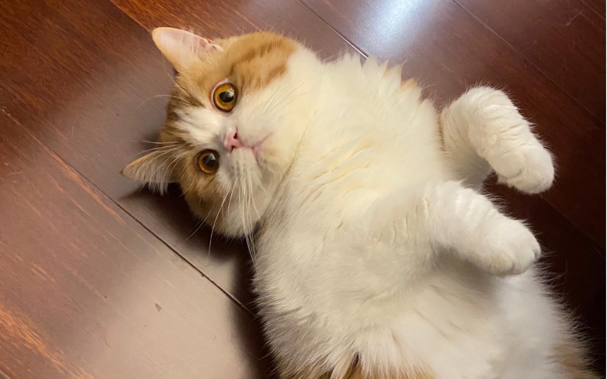 橘白英短tom搬入新家,朋友的蓝白小猫来挑衅