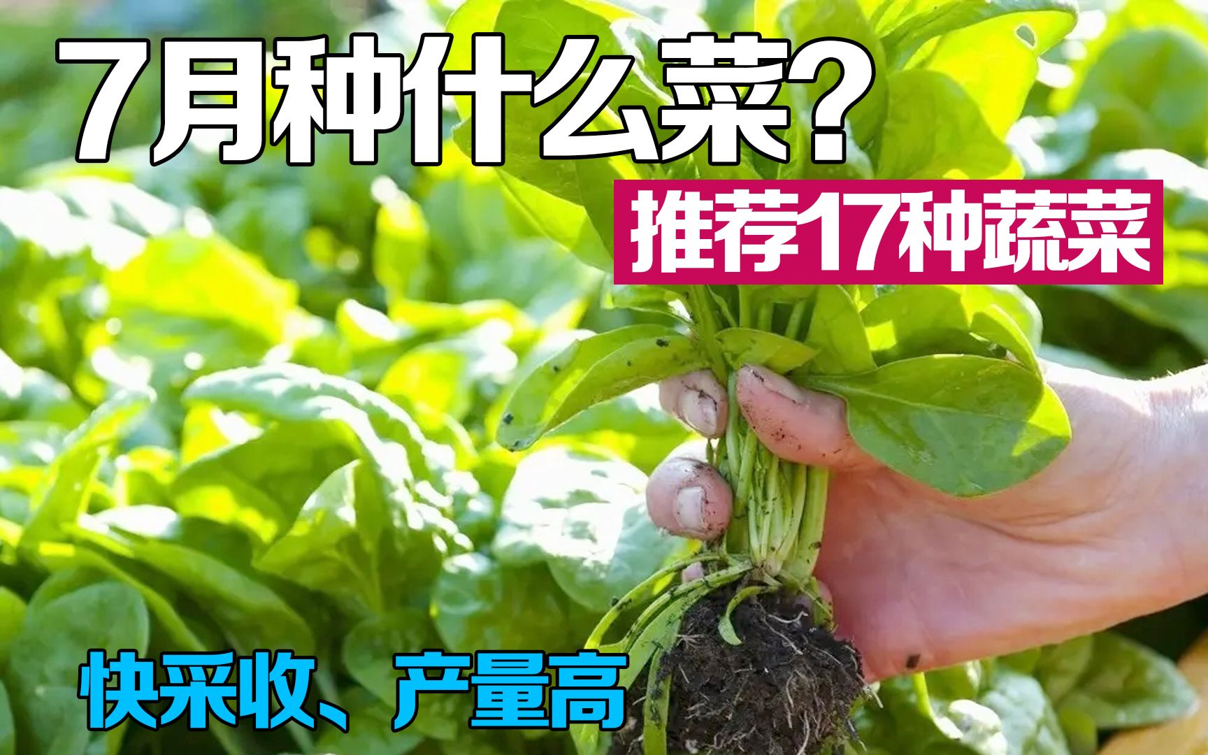 7月可以种什么蔬菜?推荐这10类蔬菜,源源不断一直采收到深秋哔哩哔哩bilibili