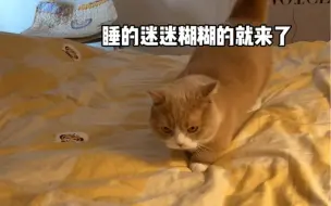 当我家猫错把来家过夜的闺蜜认成了我…第一次从猫眼睛里看到了尴尬 哈哈哈哈