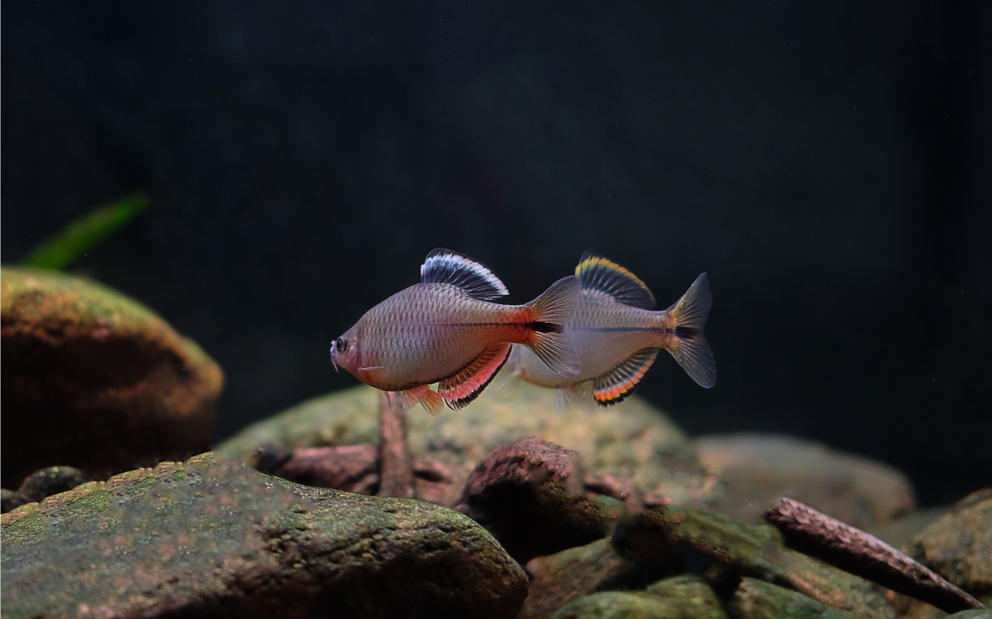 翩翩起舞 泉州齐氏鱊&漳州齐氏鱊