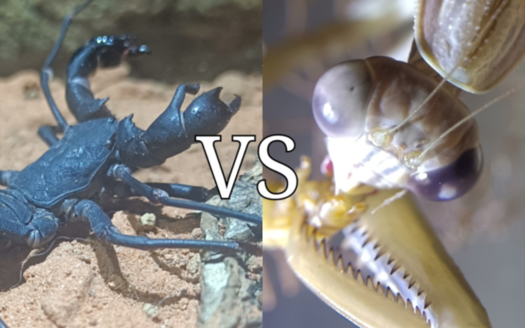 【双刀对双钳】中华大刀螳vs中华盾鞭蝎 昆虫军vs毒虫军 第二战