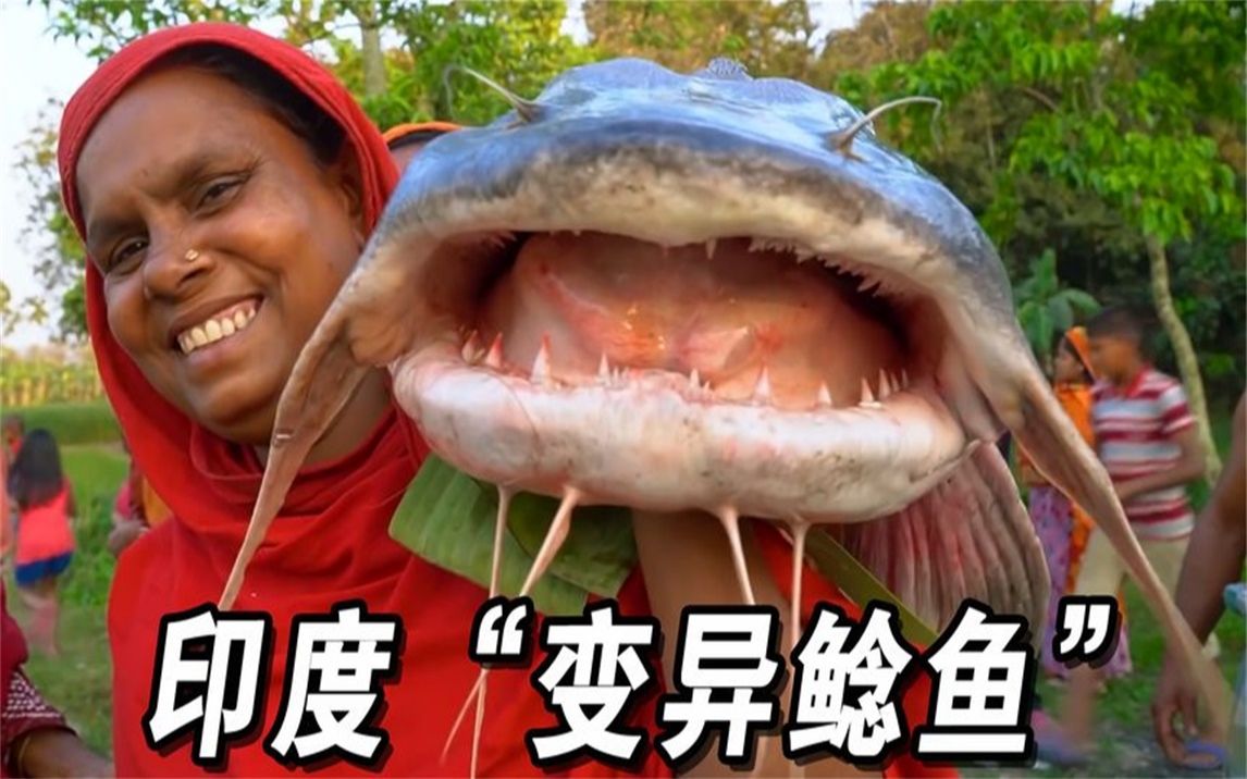 吃恒河水长大的"印度鲶鱼",看着都吓人,他们却吃得津津有味