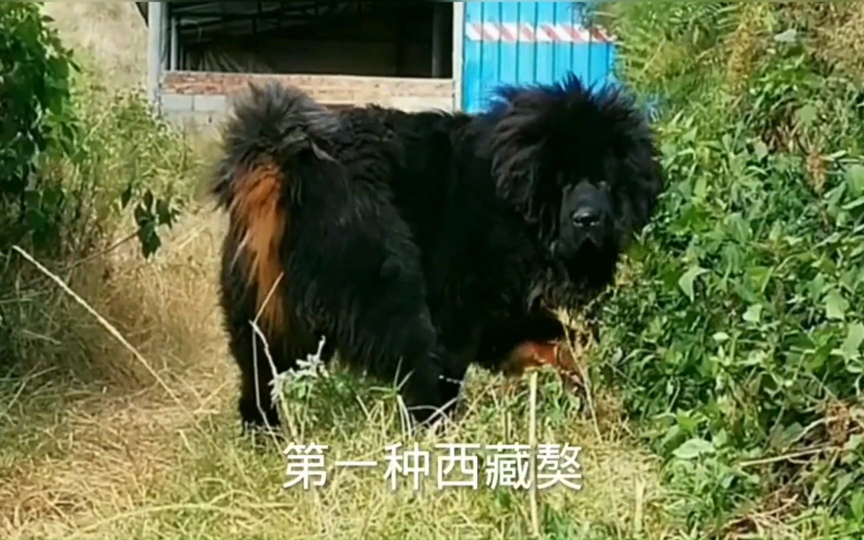 国犬藏獒的四个品系:同为獒犬 不同特性哔哩哔哩bilibili