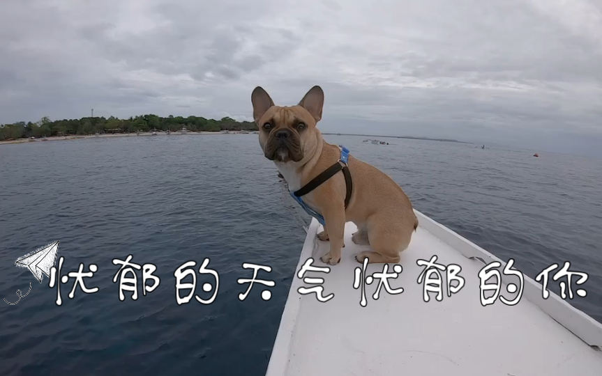 凡尔赛的狗子度假呢愁眉苦脸的啥意思啊