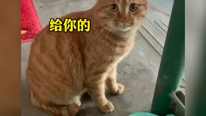 猫之报恩哔哩哔哩bilibili