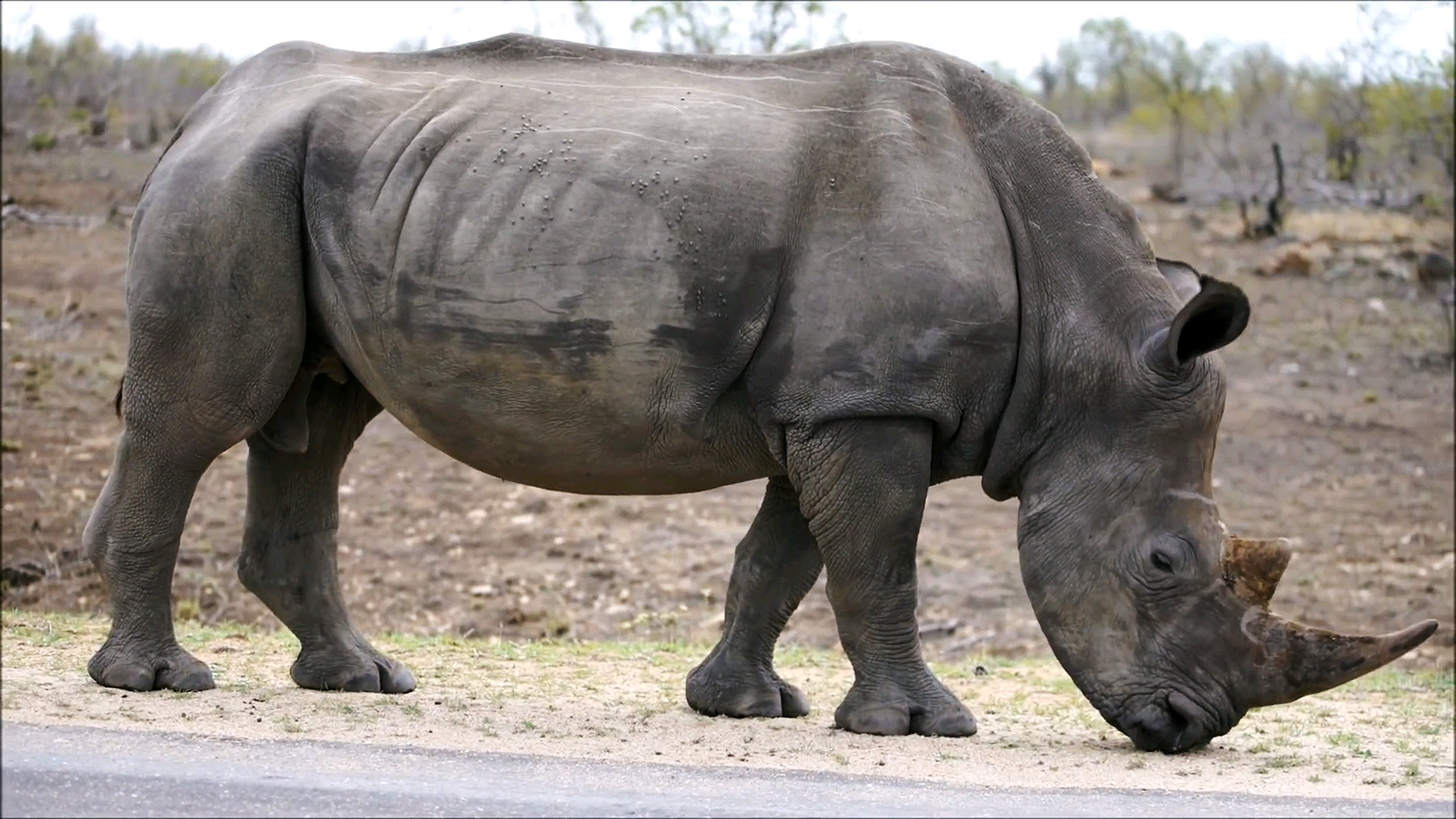 非洲巨无霸犀牛