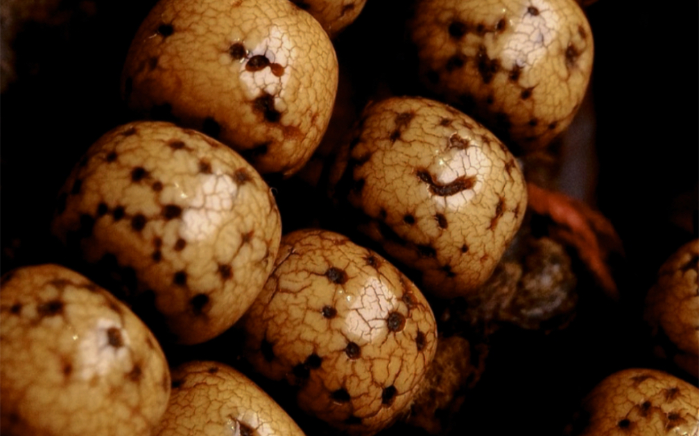 日常分享【星月菩提】