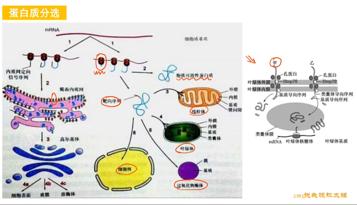 高中生物: 胞内蛋白,胞外蛋白,膜蛋白是如何形成和转运的哔哩哔哩bilibili