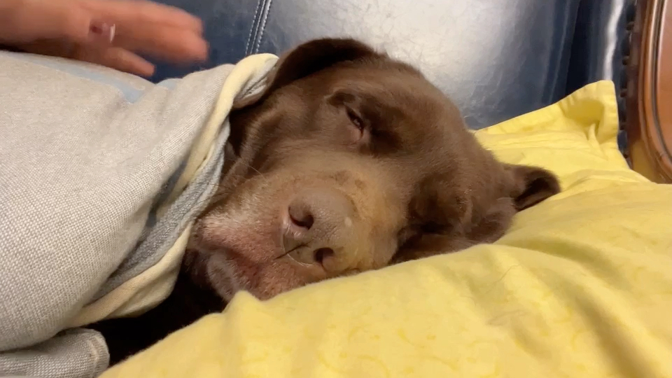 睡觉要拍拍的毛孩子