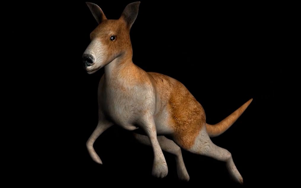 行走,奔跑和跳跃时的弹性反冲力:elastic recoil in walking running