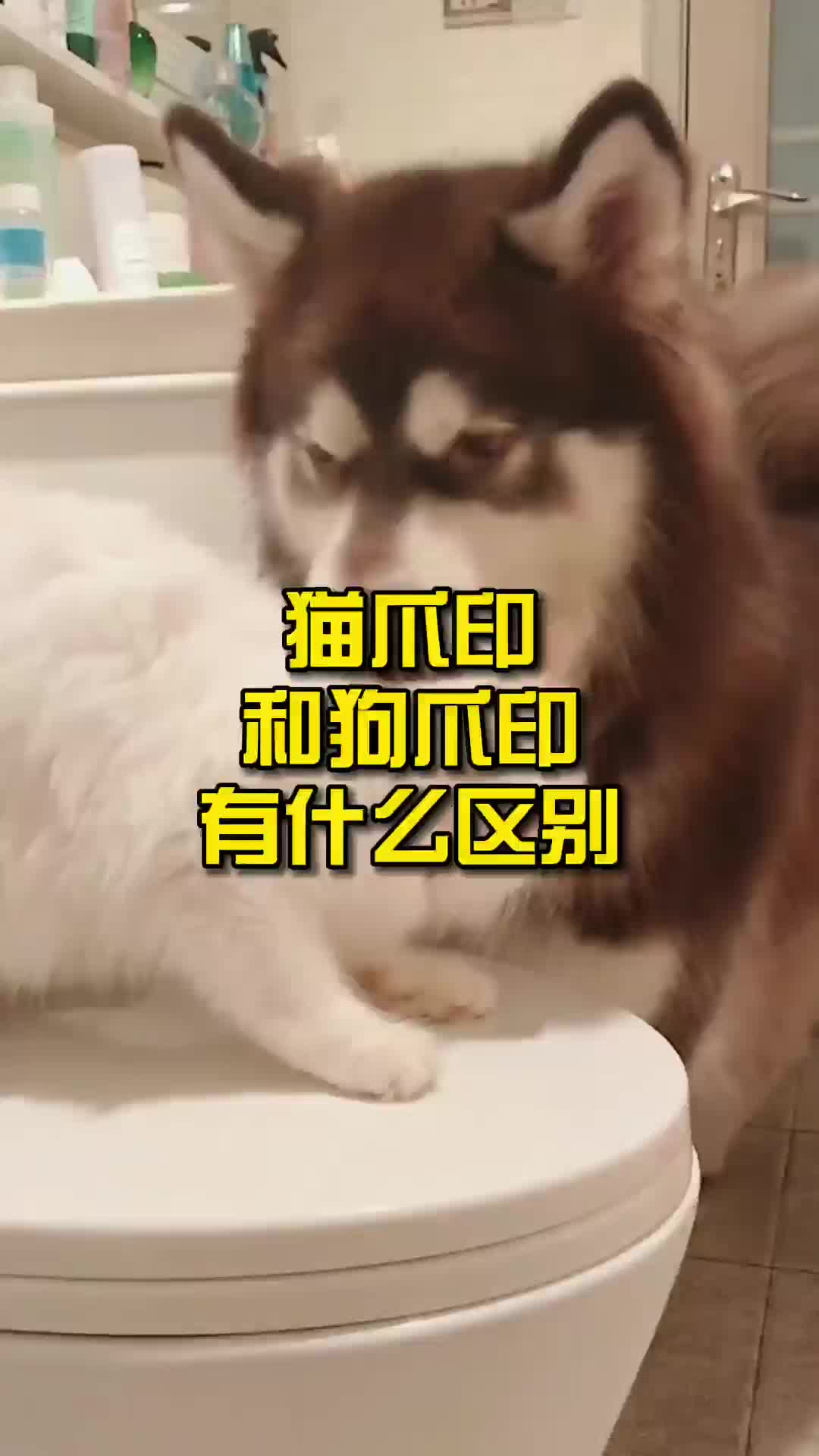 猫爪印和狗爪印有什么区别哔哩哔哩bilibili