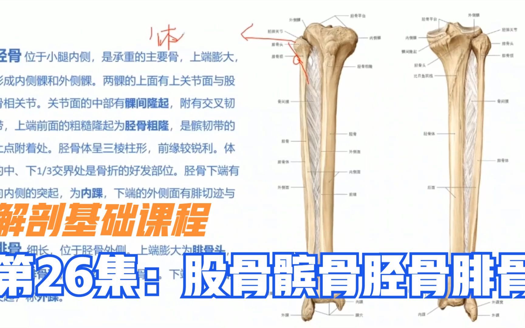 解剖基础课程,谈大腿小腿4条重要骨头:股骨,髌骨,胫骨和腓骨哔哩哔哩bilibili