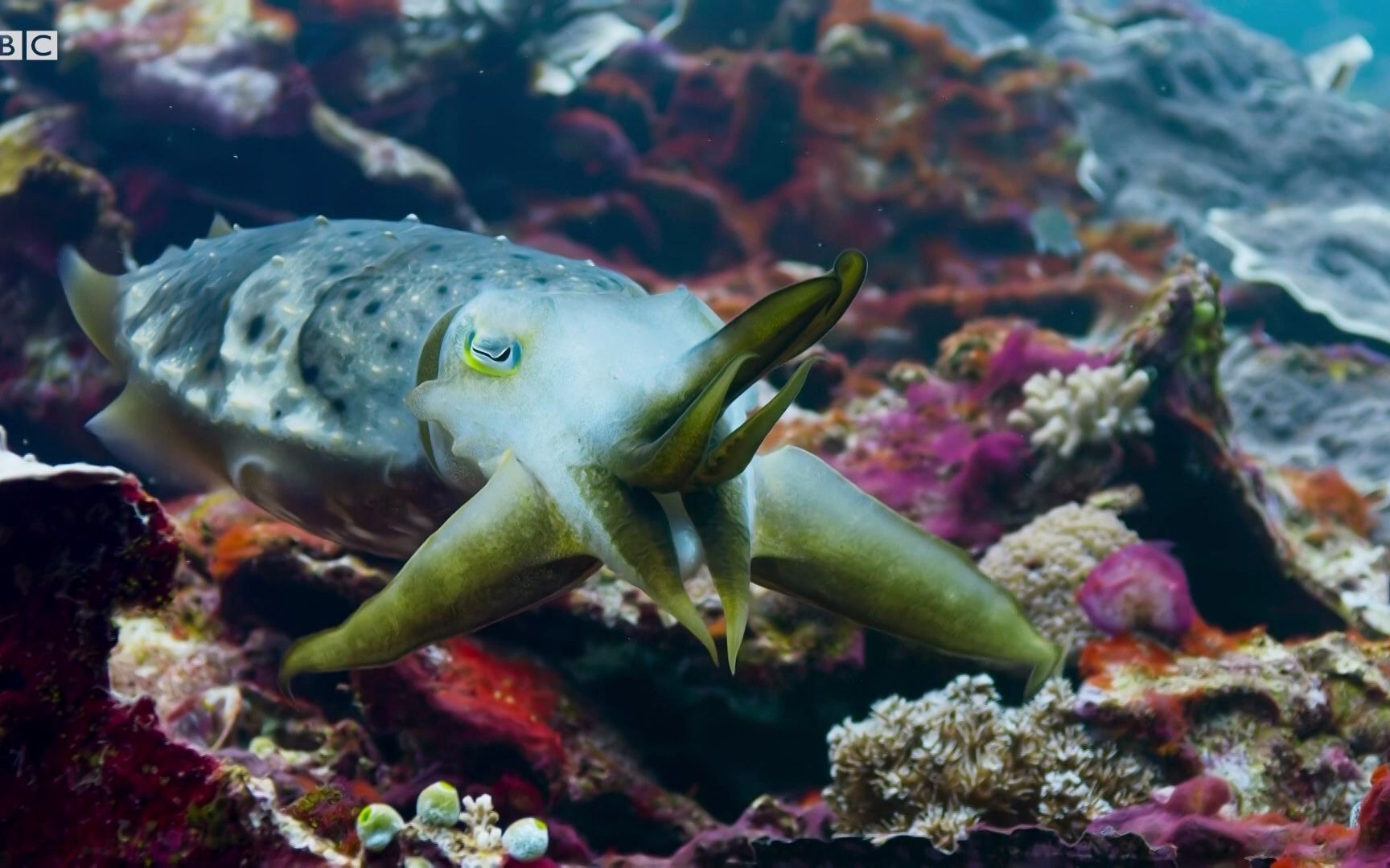 [图](搬运)墨鱼的催眠猎物之法 蓝色星球II BBC Earth