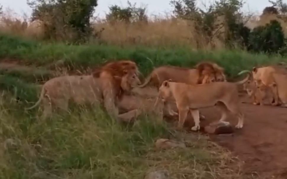 玛莎男孩帅宝和萨拉狮群 瞬秒母狮和盟友