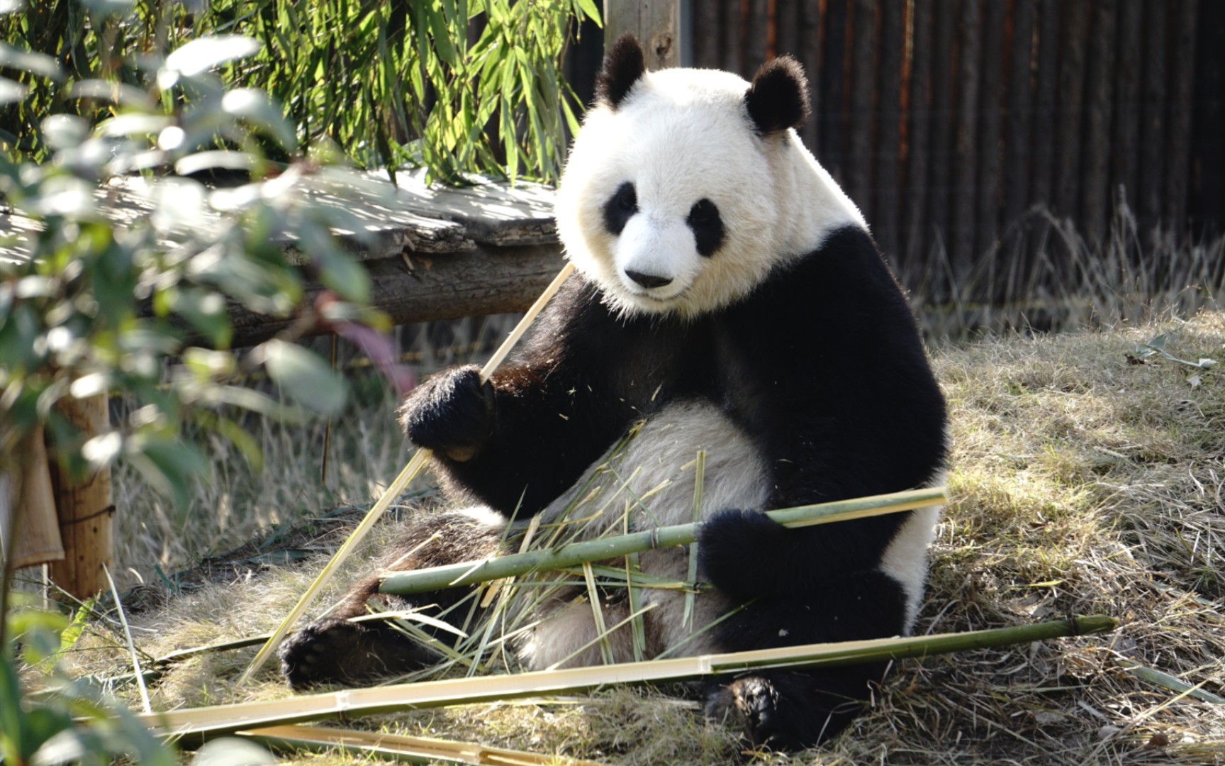 【大熊猫大美】阳光明媚大美熊吃竹竿吧唧嘴声还挺大