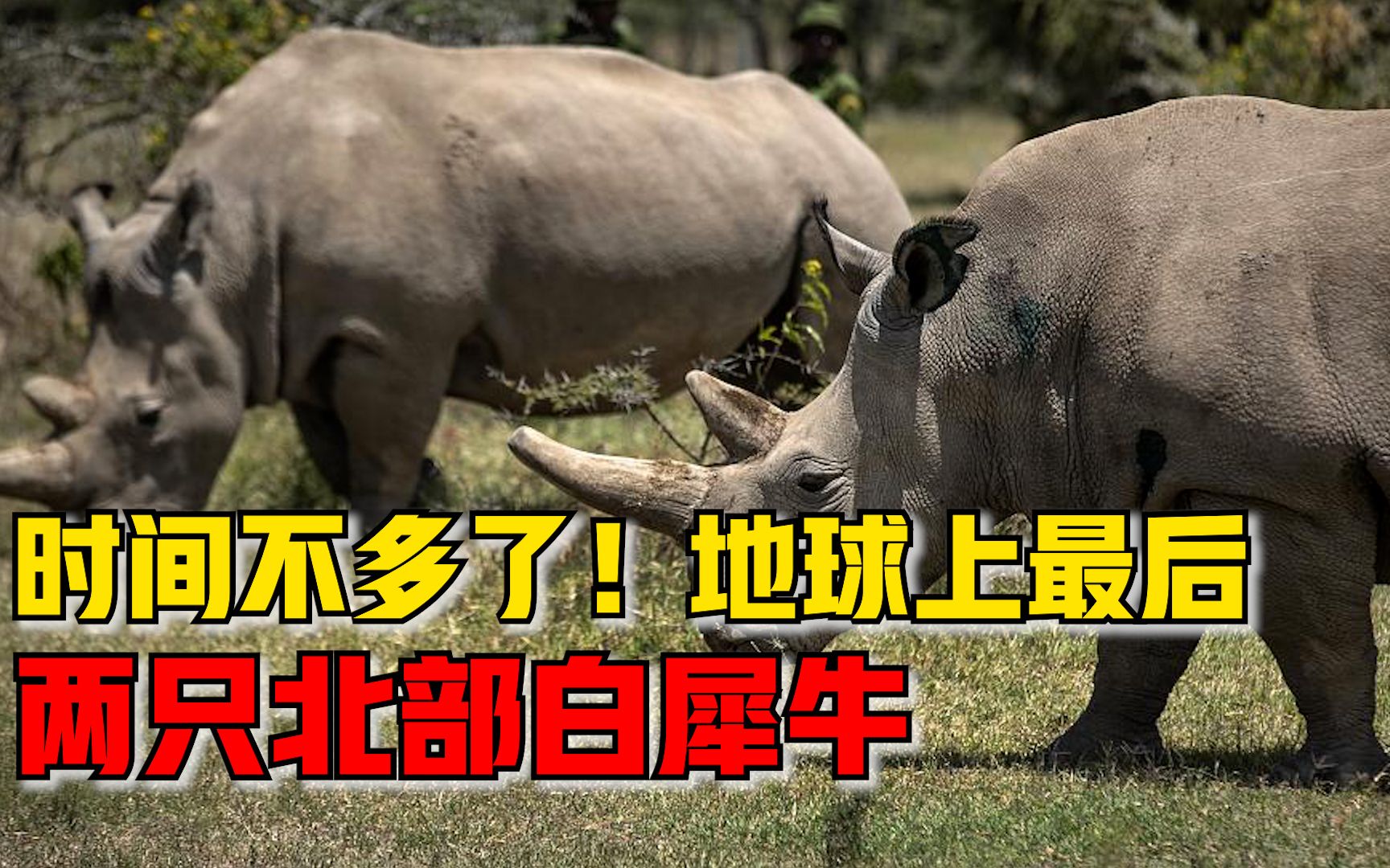 地球上最后两只北部白犀牛,它们都是雌性_哔哩哔哩_bilibili