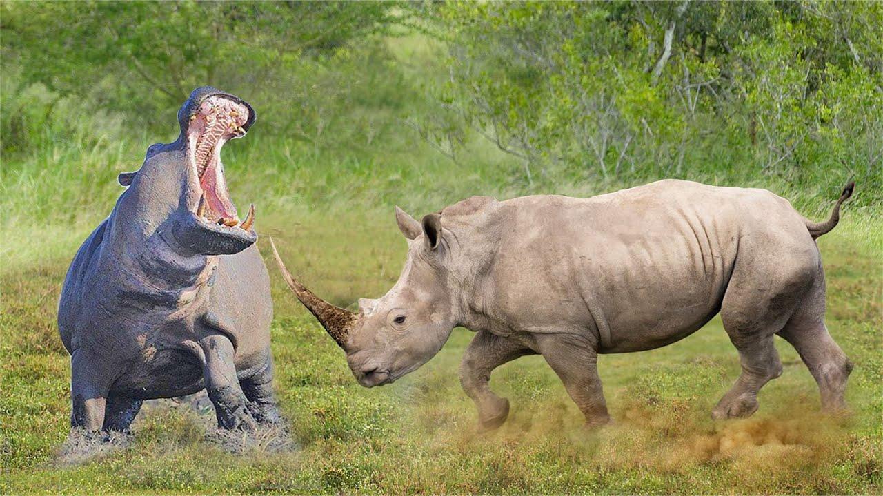 犀牛对河马,狮子,水牛攻击安蒂尔死了-谁将是获胜者!