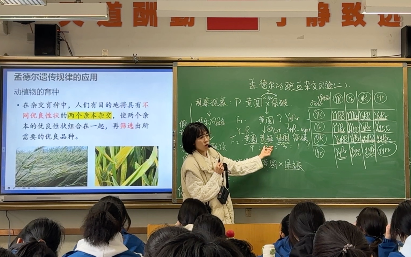 孟德尔的豌豆杂交实验二 自由组合