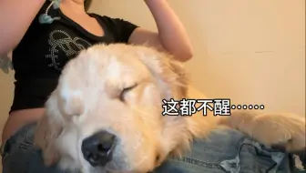 养狗太好玩了哈哈