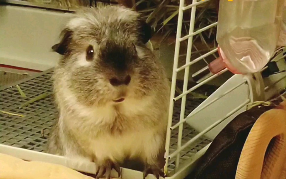 兔子粥粥和豚鼠d君的文艺日常～忧郁少年d君的武侠梦～_哔哩哔哩 (゜