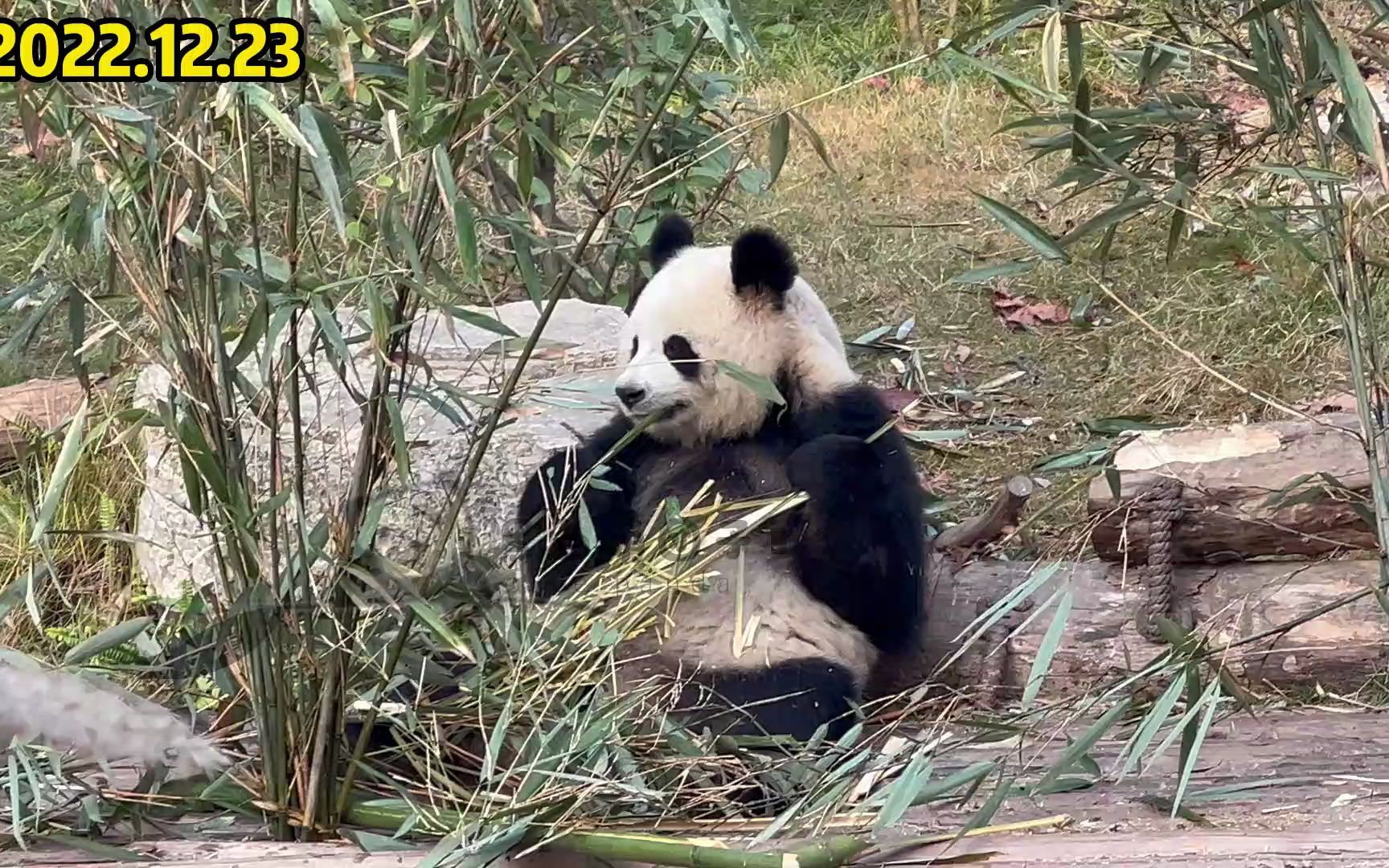 【大熊猫园润】润妞妞自己生活在基地新区,好好的不要焦虑啊哔哩哔哩bilibili