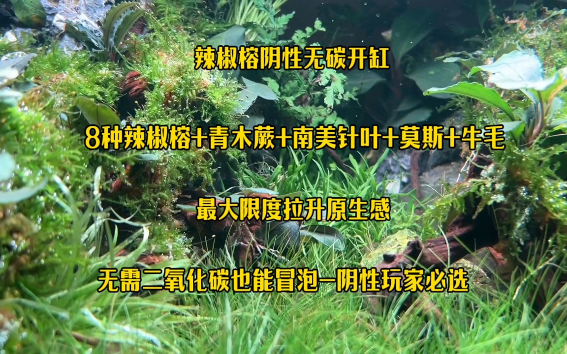 无碳辣椒榕阴性缸开缸全记录