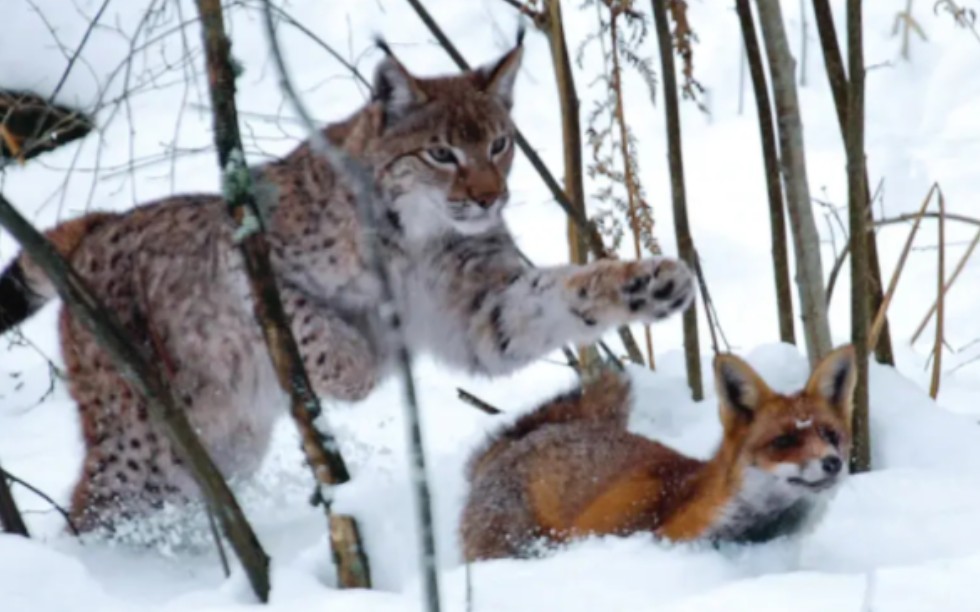 [图]白雪覆盖的寒冬林地，猞猁追杀狐狸，能否逃生？