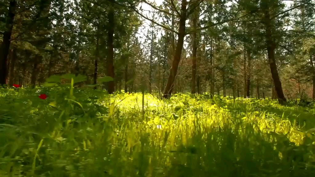 [图]百花香自驾游必点神曲