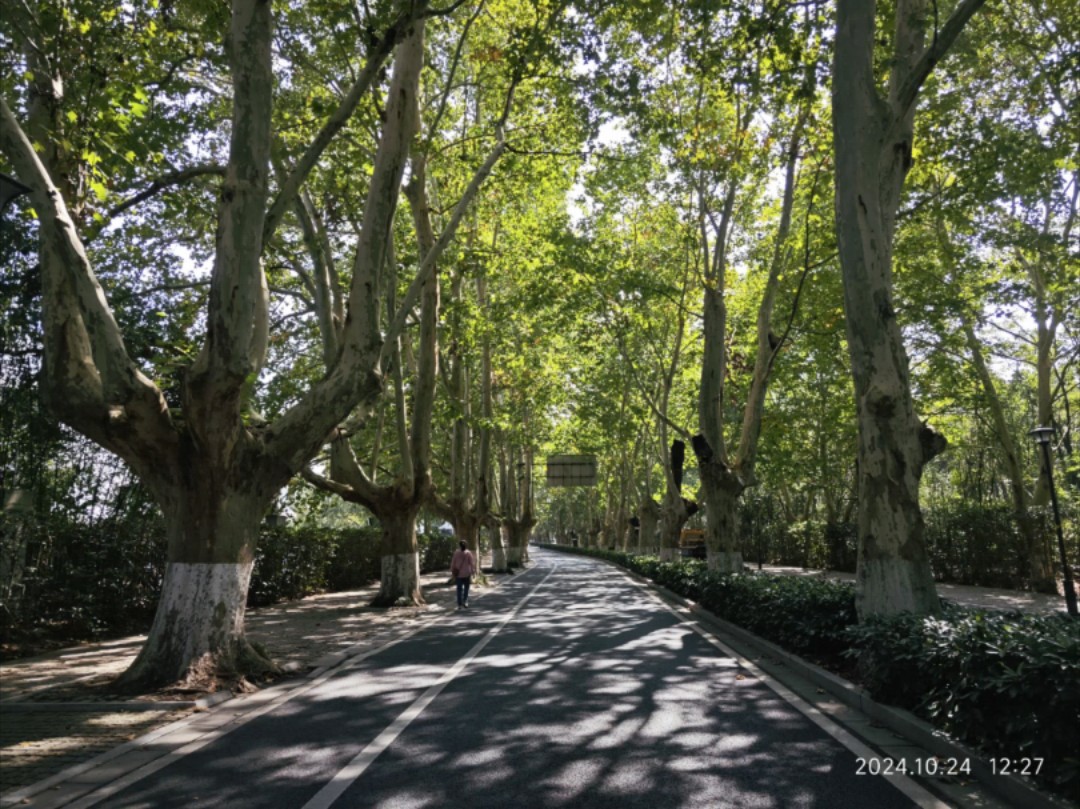 南京灵谷寺路(梧桐大道)横屏版