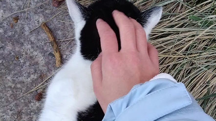 新业务:搓搓猫头