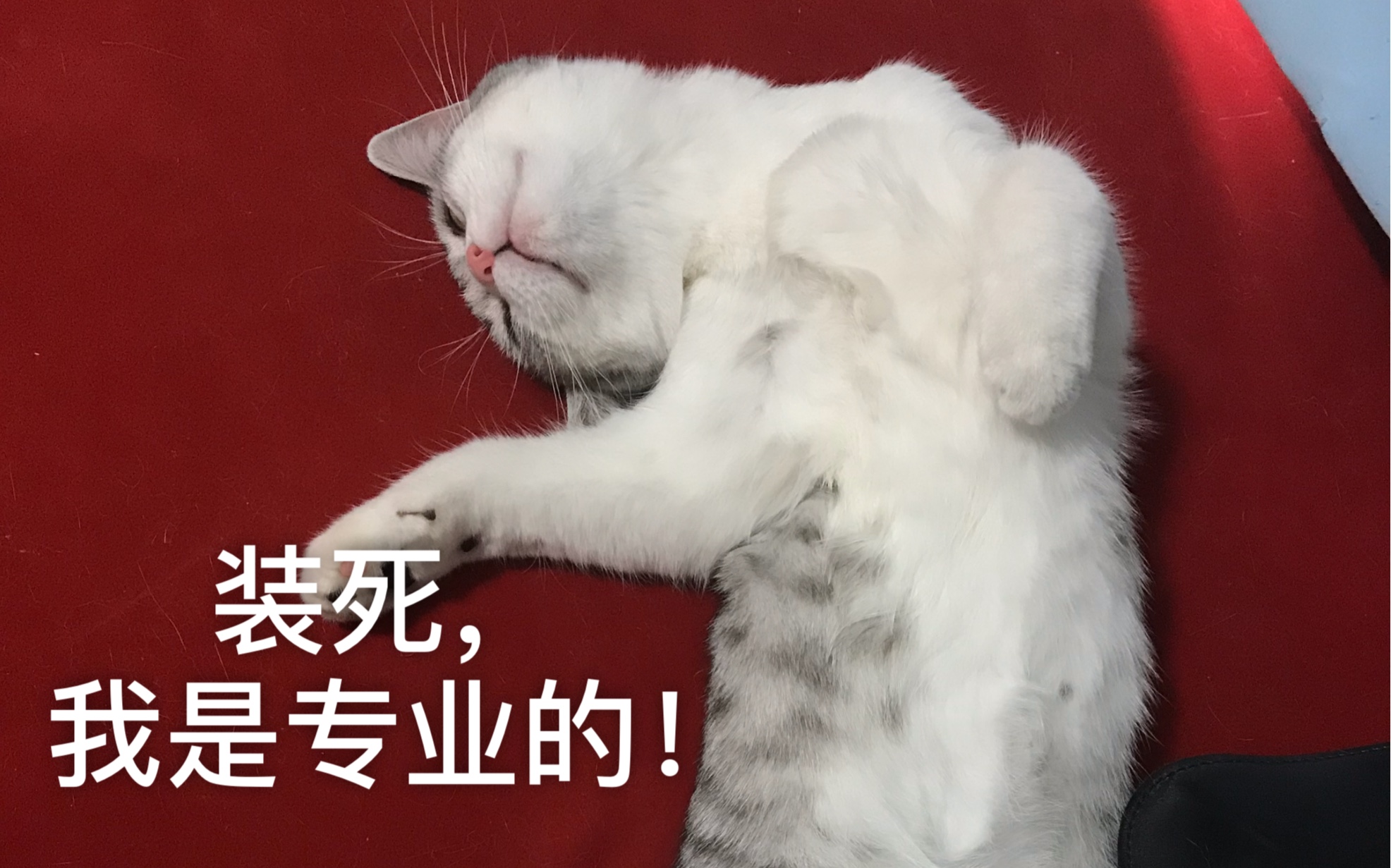 劳资就是死在这里,也绝不起床!