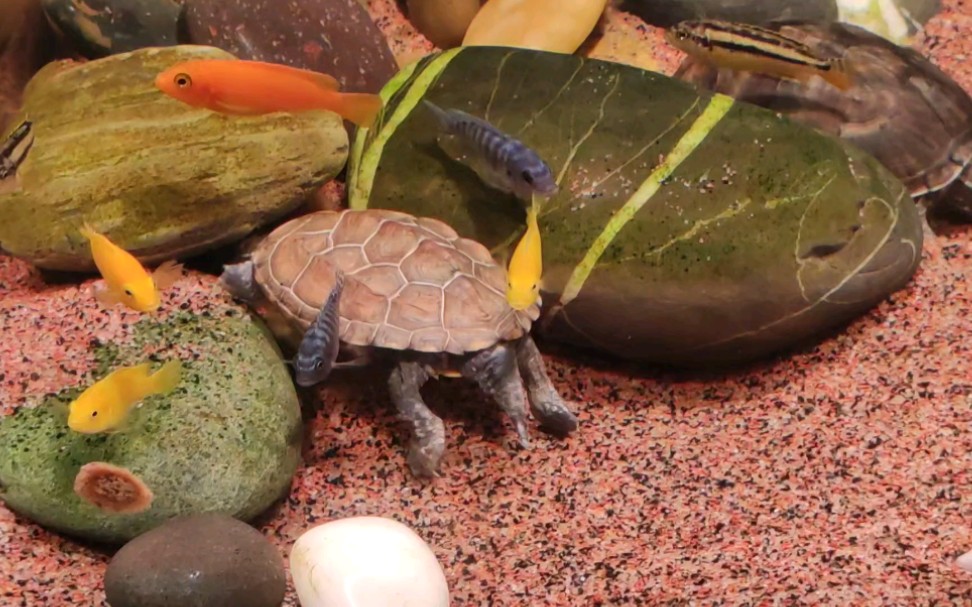 【草龟】草龟吃虾,杂鲷围观