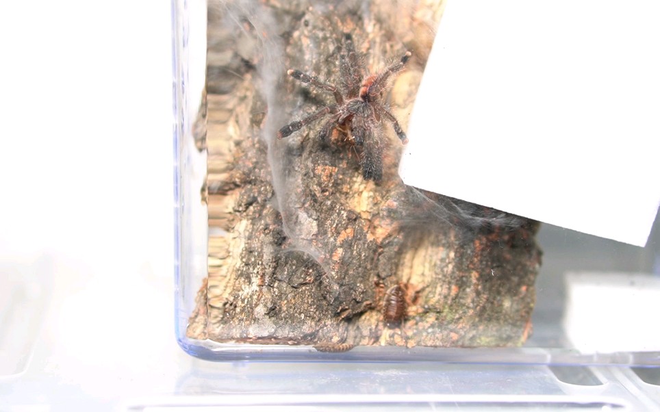 【宠物蜘蛛每日更】完美的宠物蜘蛛观赏秘鲁紫粉趾_哔哩哔哩 (゜-゜)