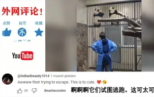 Tải video: 两只熊猫爬上护栏，商量如何越狱，奶妈只能双手叉腰，油管网友评论：熊猫就是蜘蛛侠！