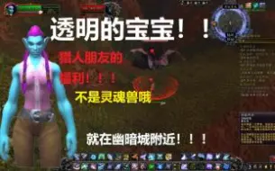 Tải video: 【菜鸟】魔兽世界猎人抓透明的宝宝！就在幽暗城附近，有四个透明的宝宝！