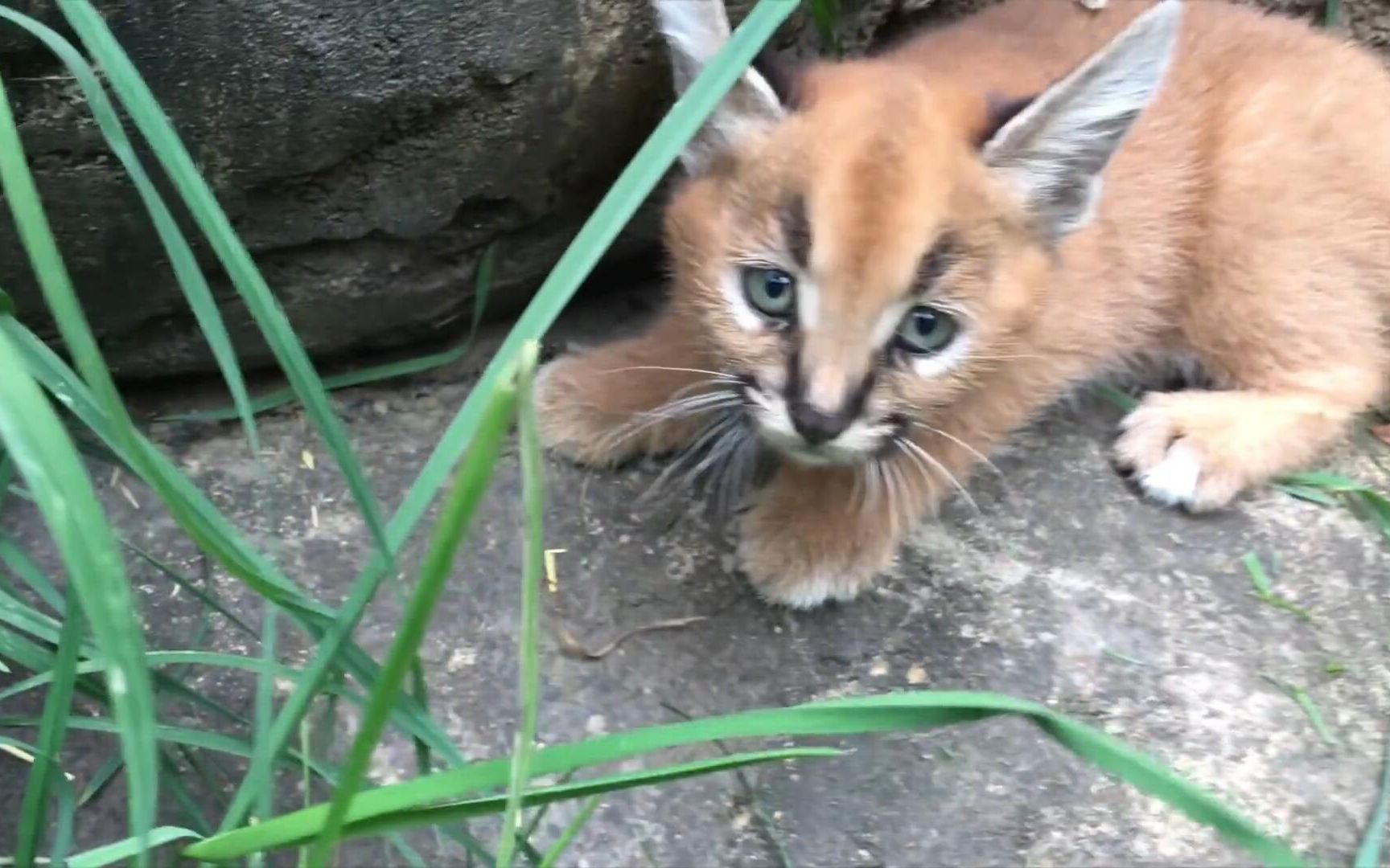 凶萌凶萌的狞猫宝宝