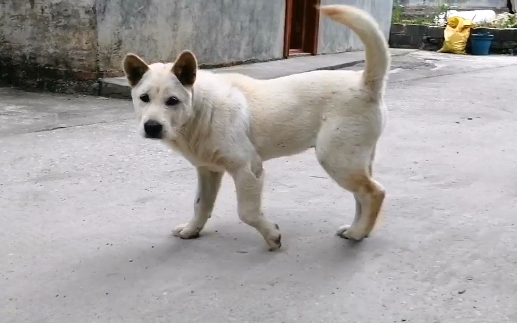 中华田园犬,偶遇一只米白色的小土狗,主人说是个打猎的好苗子