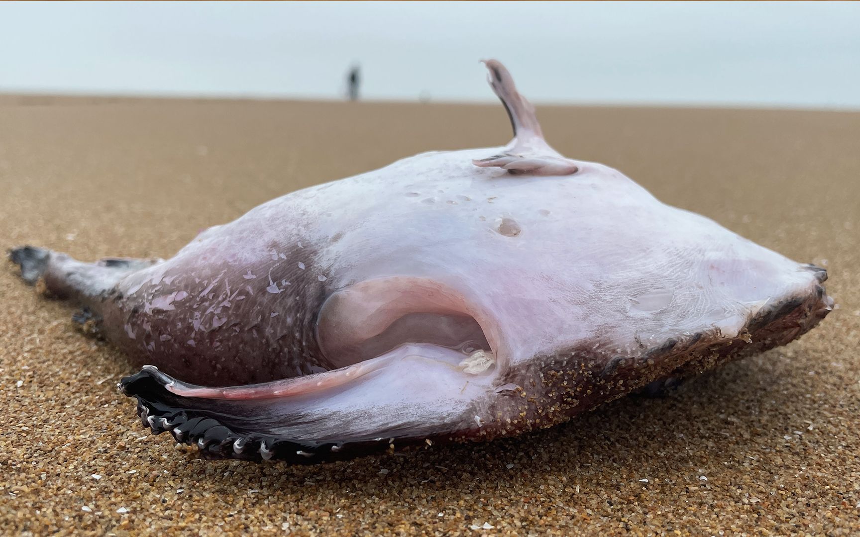 开个盲盒,赶海捡一条大肚子鱼,回家打开里面居然好多海货_哔哩哔哩
