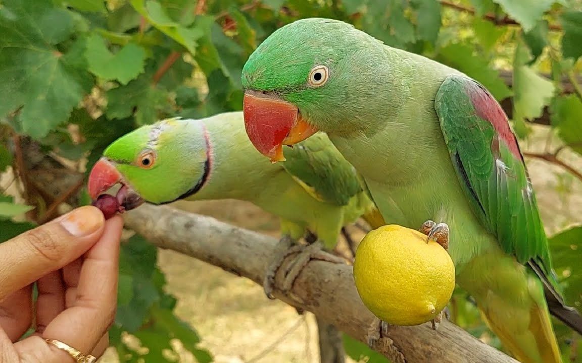 【小鸟】鹦鹉说话和吃falsa水果