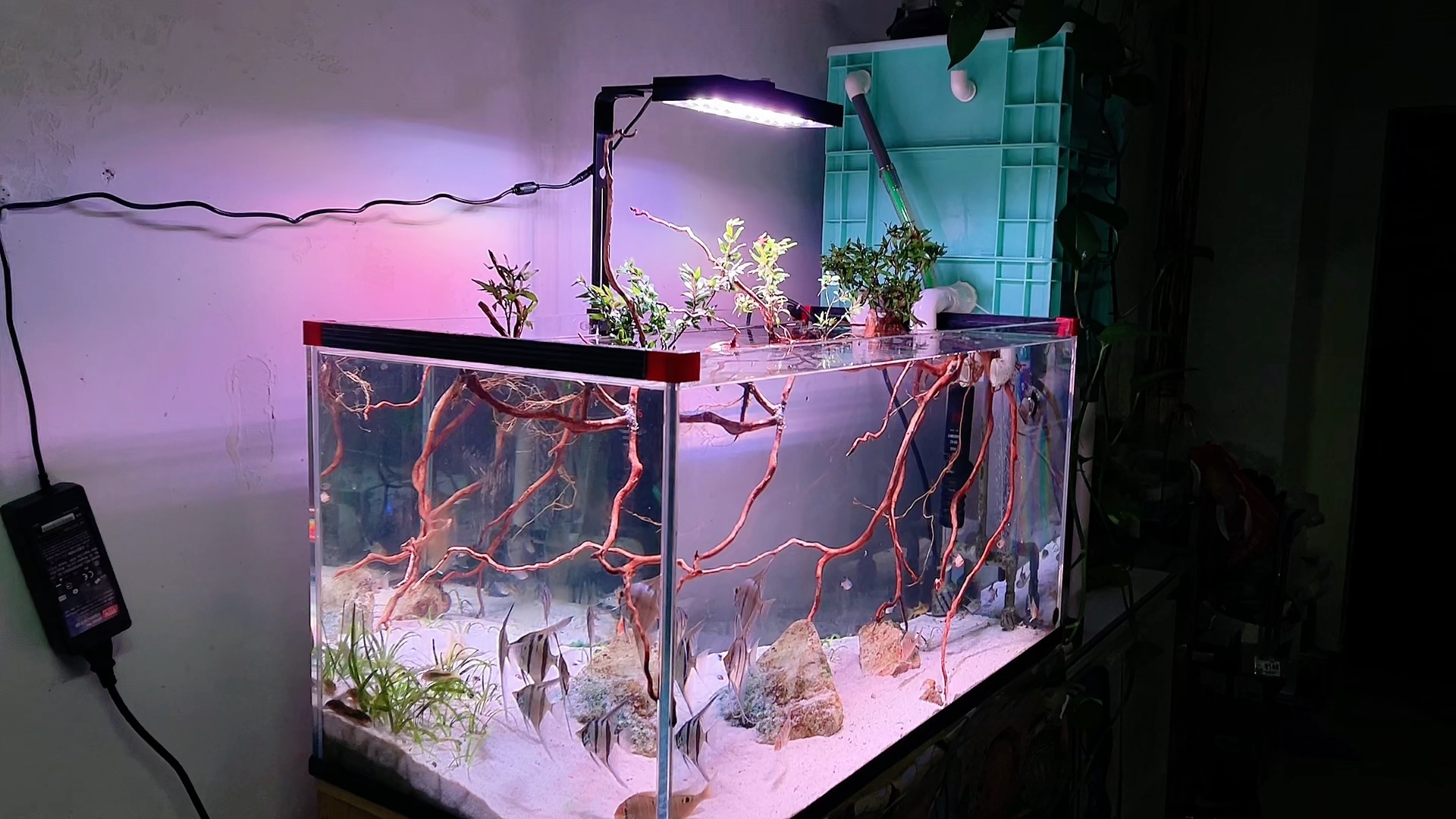 鱼缸造景 #鱼缸中的大自然 跟个风,南美缸,水杨梅造景.