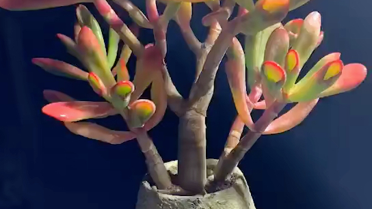 铲叶花月老桩70