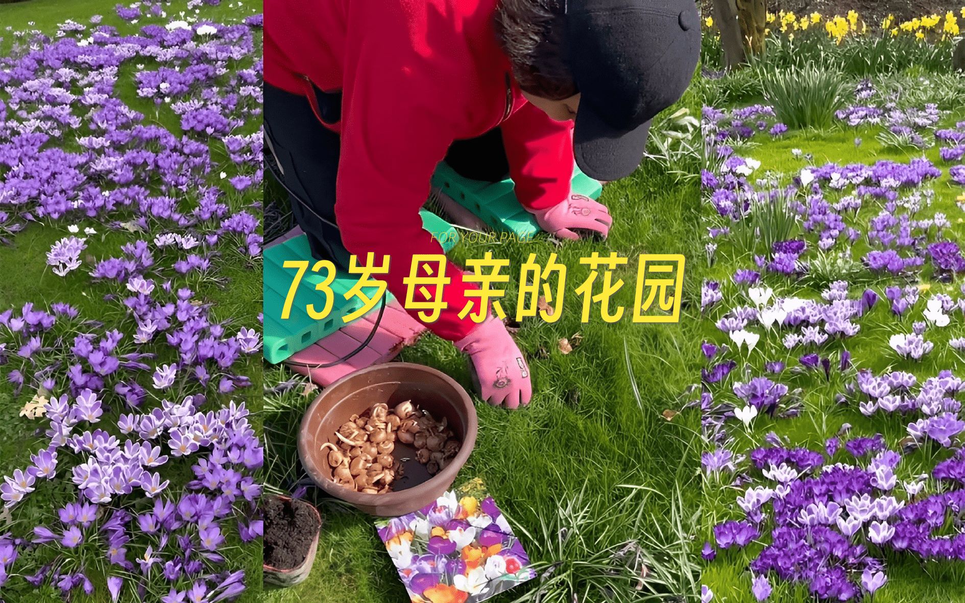 [图]73岁的母亲在花园里种植了8000株番红花，太美了!!! 🌷🌹🌼