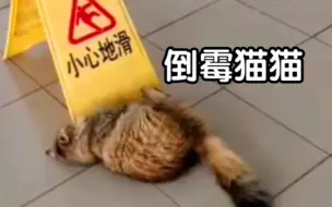 Download Video: 盘点那些倒霉的猫猫！