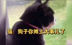 Download Video: 狗狗不按时回家，耽误猫猫吃饭，气的猫咪在窗边疯狂输出