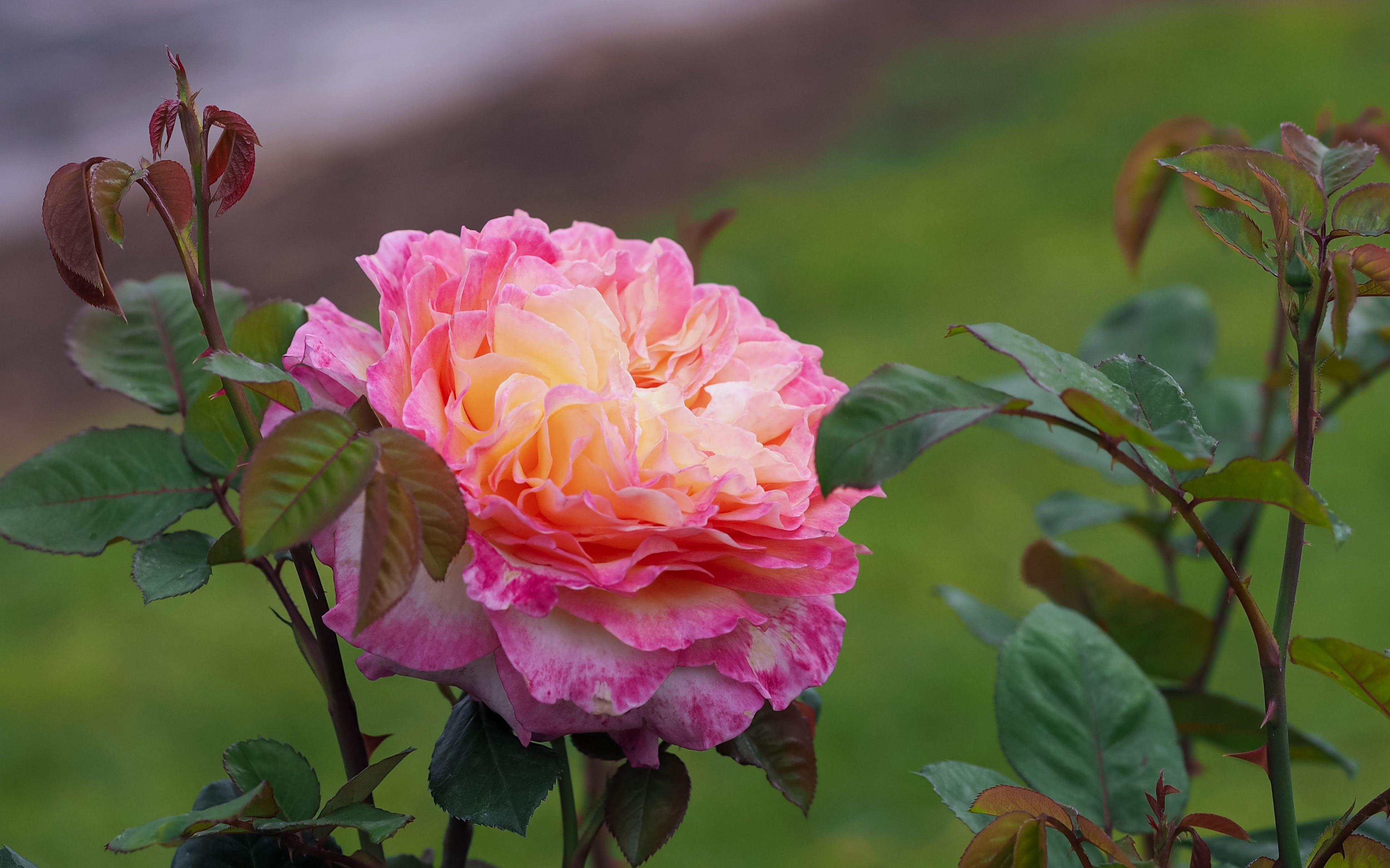 gorgeous 花蝴蝶 - poulsen月季