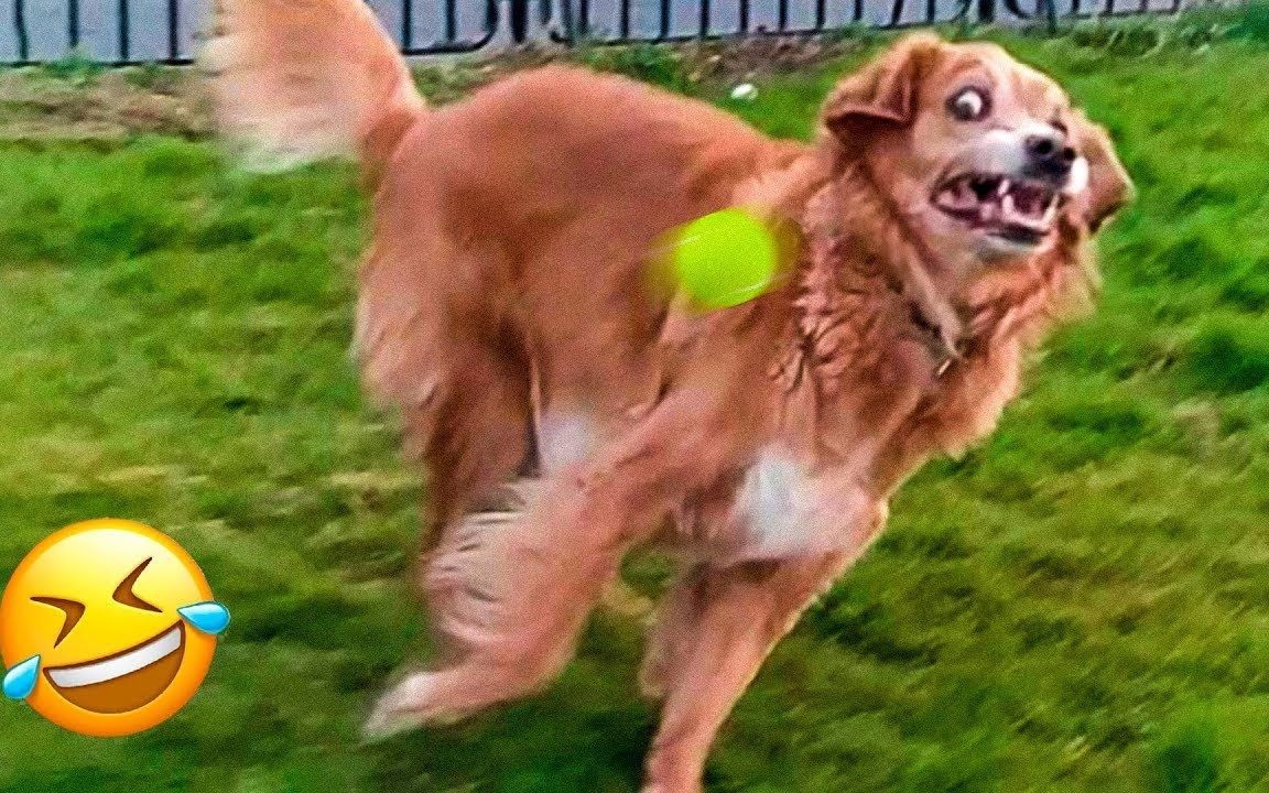 爆笑抱够动物沙雕傻缺迷惑灵性逗比搞笑2023最新锦集